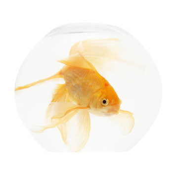 魚缸里的金魚
