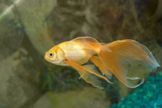 熱帶金魚