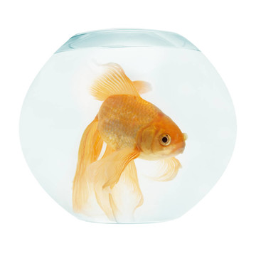 魚缸里的金魚