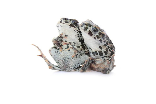 青蛙