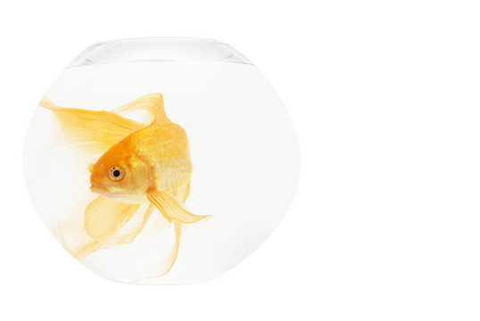 魚缸里的金魚