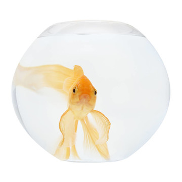 魚缸里的金魚