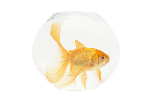 魚缸里的金魚