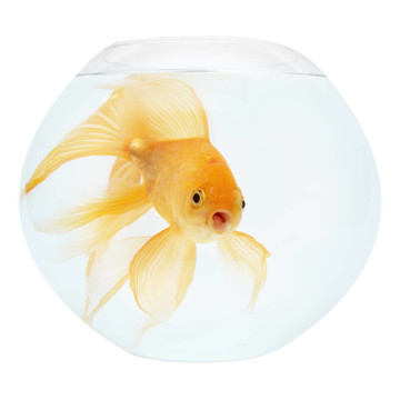 魚缸里的金魚