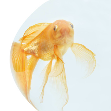 魚缸里的金魚