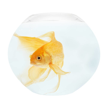 魚(yú)缸里的金魚(yú)