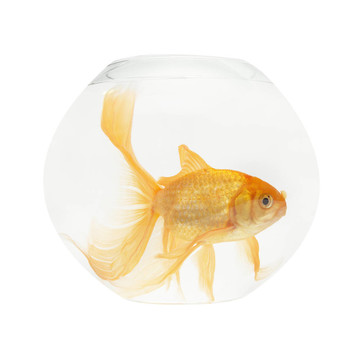 魚缸里的金魚