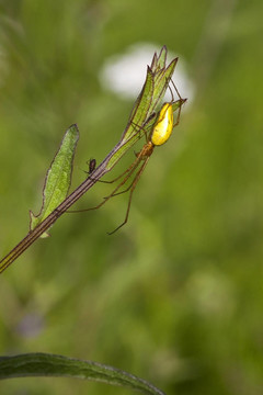 蜘蛛與獵物2