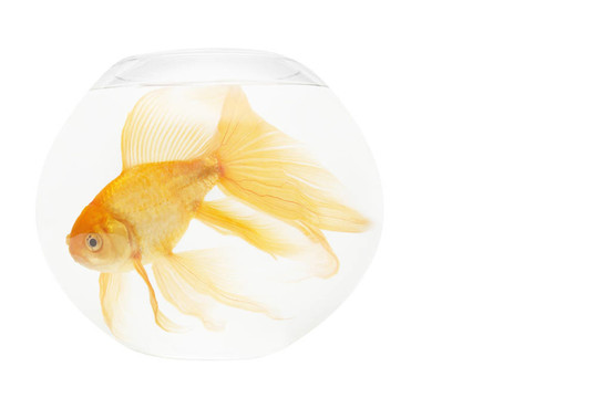 魚(yú)缸里的金魚(yú)