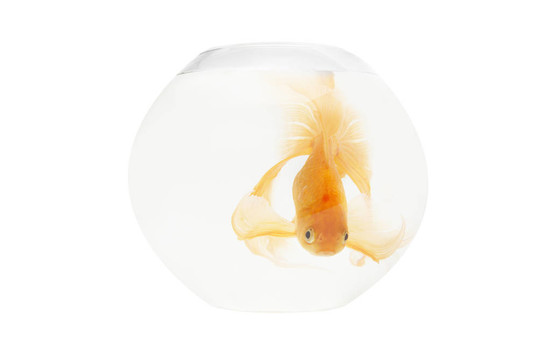 魚缸里的金魚