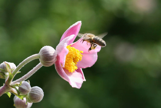 蜜蜂
