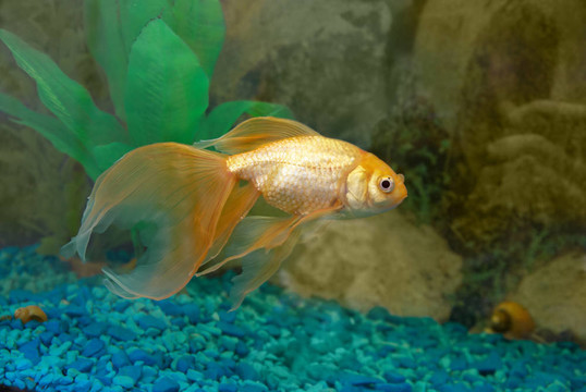 熱帶金魚