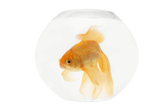 魚缸里的金魚