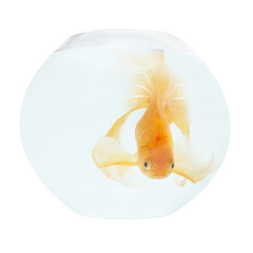 魚缸里的金魚