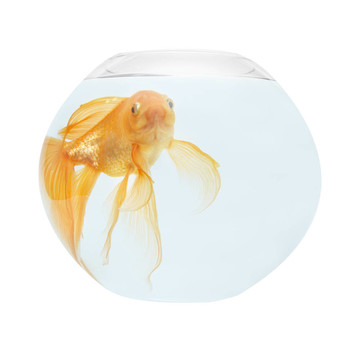 魚缸里的金魚