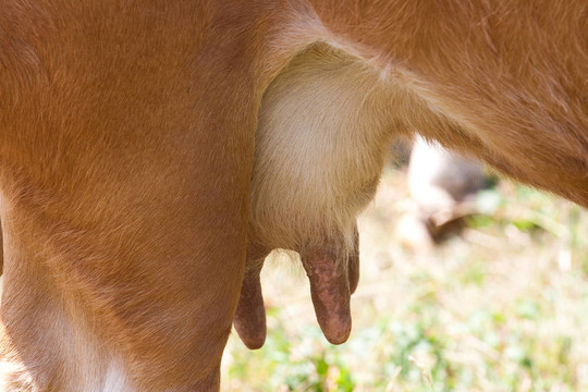 母牛的乳房