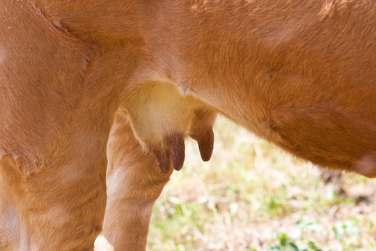 母牛的乳房