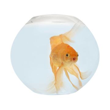 魚缸里的金魚