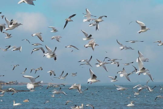 海鷗