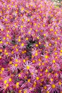 暗粉紅色的菊花田。