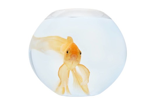 魚(yú)缸里的金魚(yú)