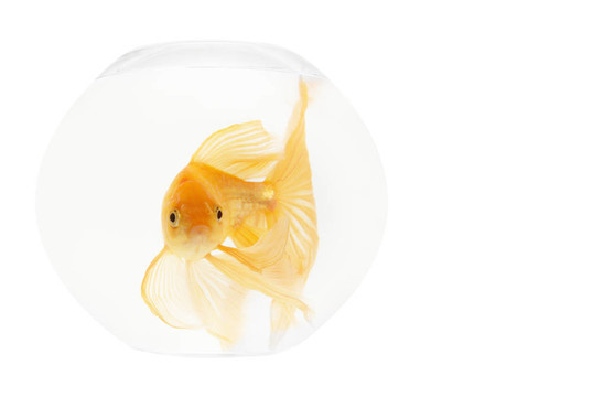 魚缸里的金魚