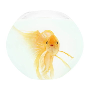魚缸里的金魚