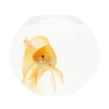 魚缸里的金魚