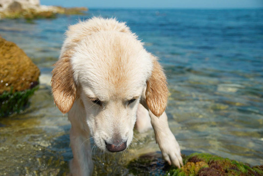 海灘上的金毛獵犬。