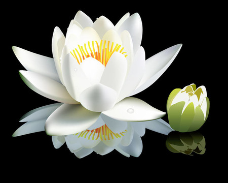 白水百合花和花蕾