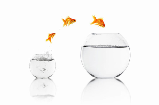 金色的魚在一起