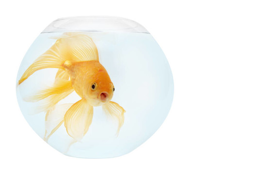 魚缸里的金魚