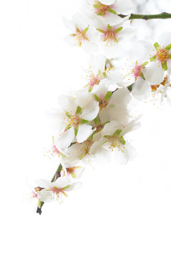 梅花樹(shù)。
