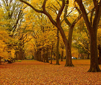 紐約市中央公園胡同里的秋天。