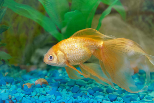 熱帶金魚