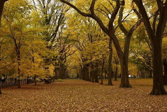 紐約市中央公園胡同里的秋天。