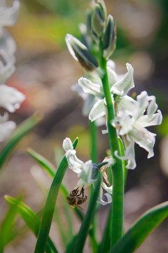 條紋蜜蜂采蜜