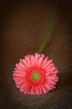 Flower Gerberas在畫布上