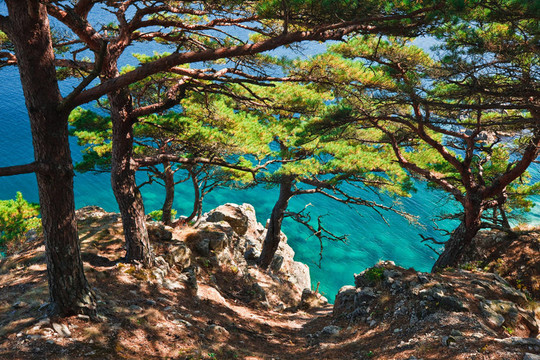 俄羅斯；濱海邊疆區(qū)；雪松海岸蔚藍(lán)的大海