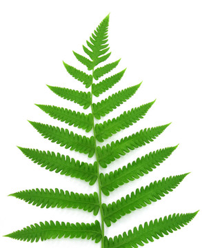 裝飾的蕨類植物