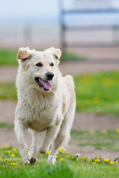 金毛獵犬奔跑
