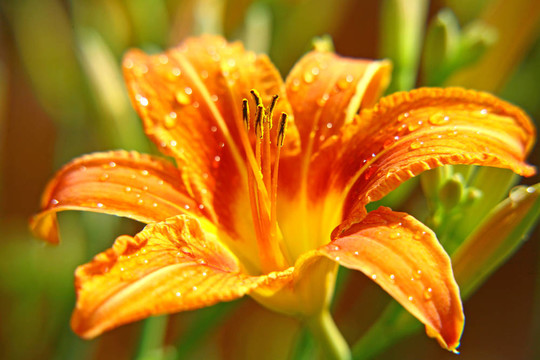 Orange lily在夏日花園里帶著一滴雨