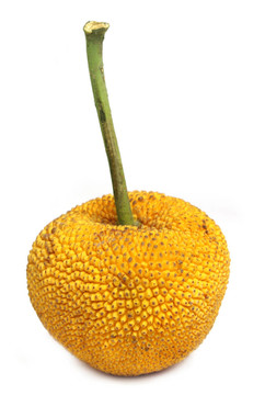 野菠蘿