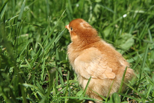 小雞