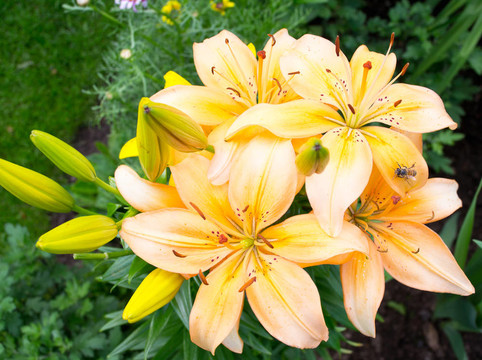布什黃色百合花