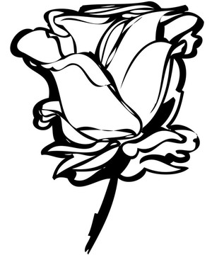 素描玫瑰花蕾在白色背景