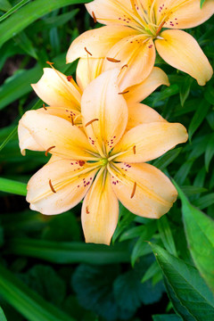 布什黃色百合花