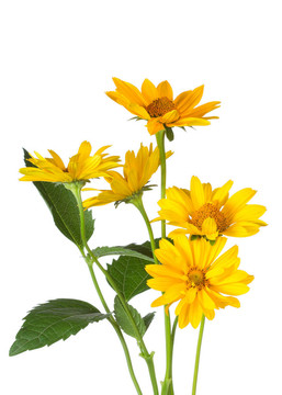 一束黃色的菊花