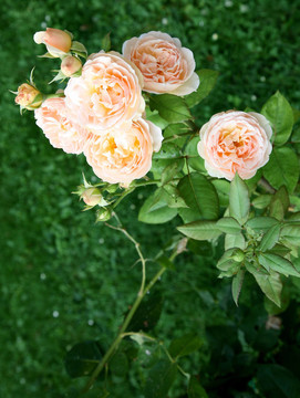 粉薔薇