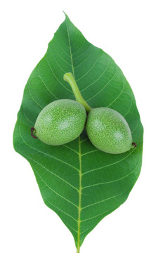 白核桃樹(shù)上的果實(shí)